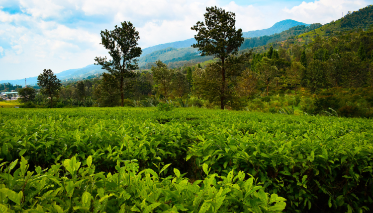 15 Tempat Wisata di Puncak untuk Liburan Keluarga Terbaik!