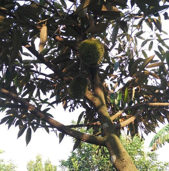 oleh oleh khas blora