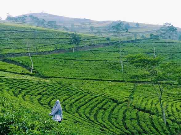 25 Tempat Wisata di Brebes Yang Paling Membuat Penasaran 12 wisata obyek keluarga di brebes