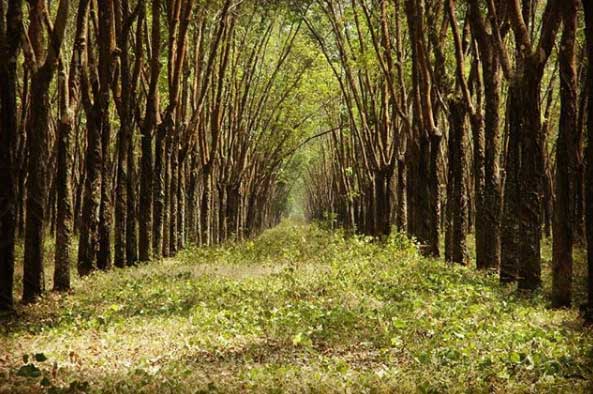 22 Tempat Wisata di Sragen Terpopuler Paling Favorit Anak Muda 6 objek wisata di sragen