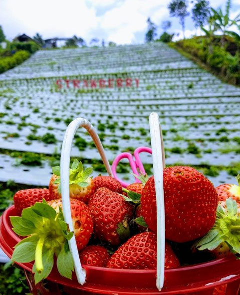 21 Tempat Wisata di Purbalingga Dengan Spot Foto Top Instagramable 16 tempat wisata keluarga di purbalingga