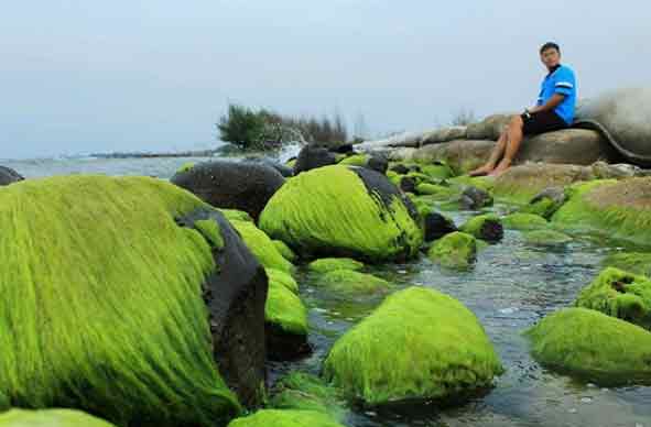 wisata pantai pekalongan