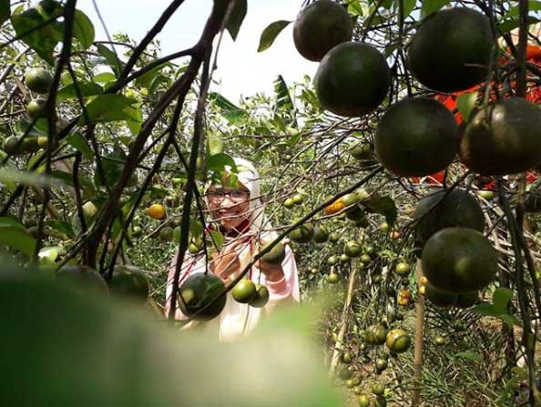 Wisata Botania Garden Purbalingga 2 harga tiket masuk botania garden