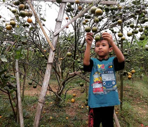 Wisata Botania Garden Purbalingga 3 rute menuju botania garden