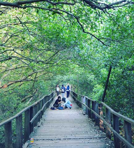 rute menuju taman mangrove morosari