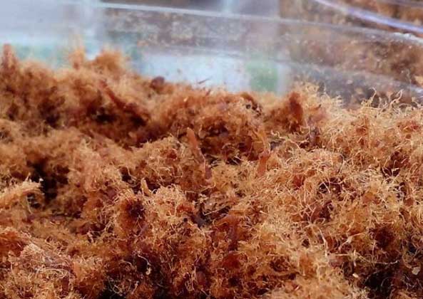 makanan khas boyolalo jawa tengah