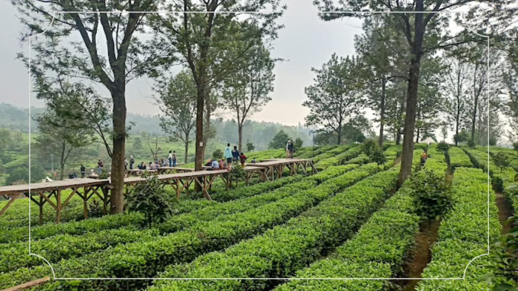 15 Tempat Wisata di Puncak Bogor untuk Liburan Keluarga Terbaik! 10 Tempat Wisata di Puncak Agrowisata Gunung Mas