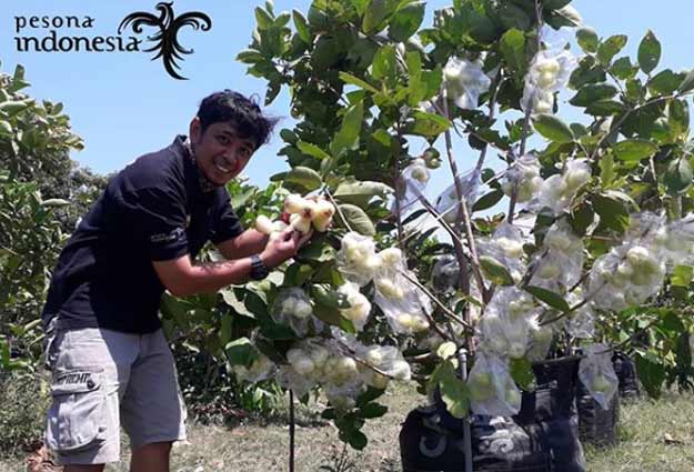  tempat wisata anak di nganjuk