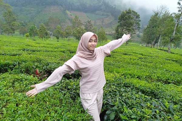 Kebun Teh Tambi Wonosobo, Jawa Tengah 2 Alamat Dan Rute Lokasi Agrowisata Kebun Teh Tambi