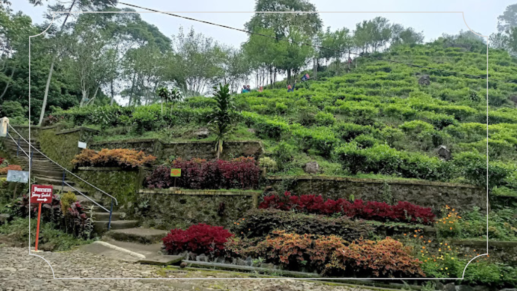 Kebun Teh Jamus Ngawi: HTM, Fasilitas & Daya Tarik 4 Alamat Kebun Teh Jamus Ngawi