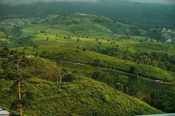 Alamat dan Rute Lokasi Kebun Teh Kemuning