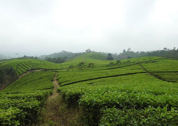 Alamat dan Rute Lokasi Kebun Teh Kertowono