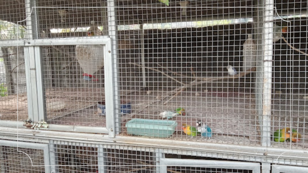 Kolam Renang Ceria Depok - Jam Buka, Fasilitas & Harga Tiket Masuk 10 Banyaknya Burung