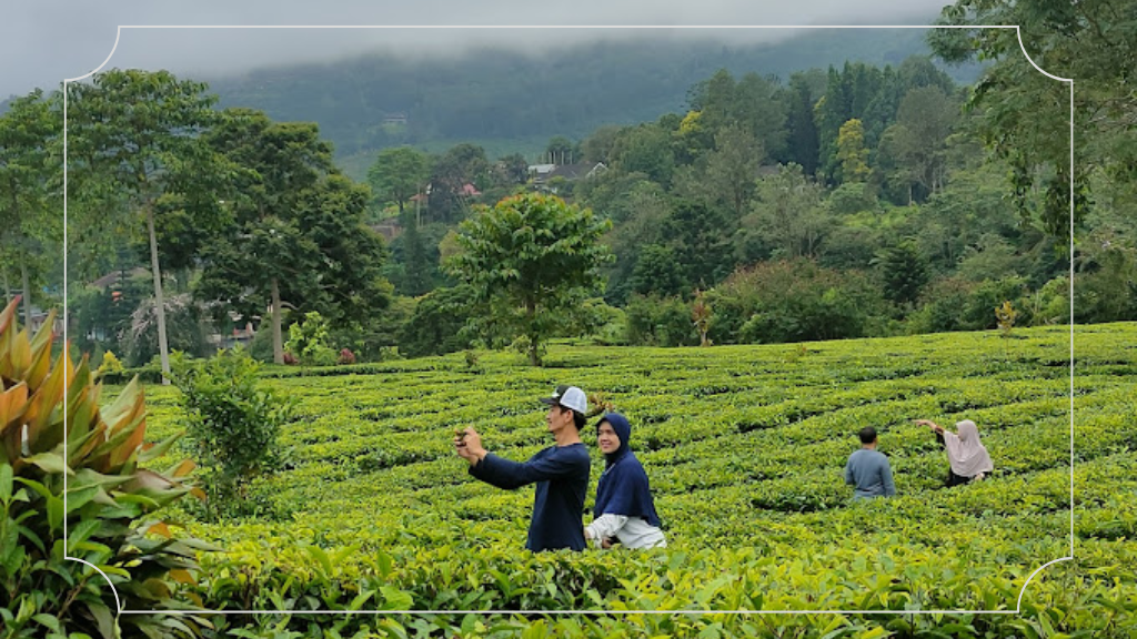Berkeliling Kebun Teh Atau Tea Walk