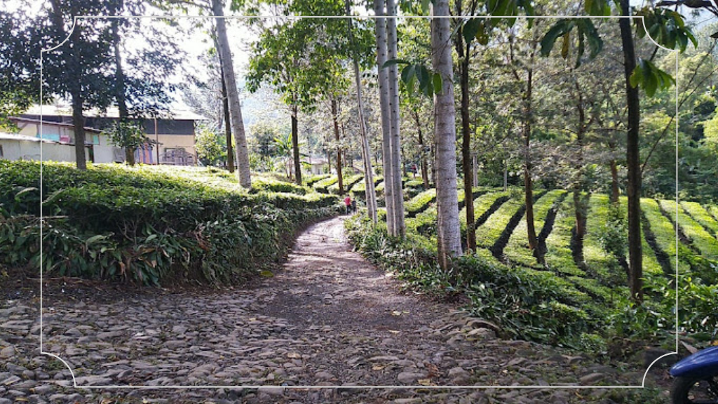 Berkunjung ke Pabrik Teh