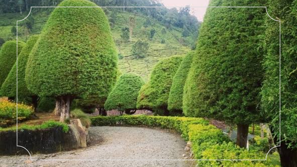 Bukit Jamur Rancabolang Ciwidey