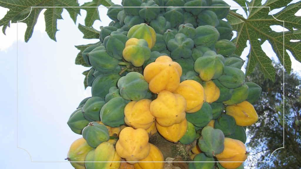 20 Oleh-Oleh Khas Jawa Tengah - Kelezatan Rasa dan Aroma Tradisi 14 Oleh-Oleh Khas Jawa Tengah Carica