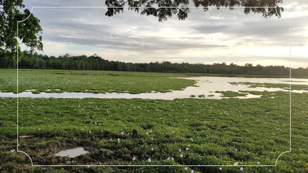17 Tempat Wisata di Aceh yang Menakjubkan 6 Danau Geunang Geudong
