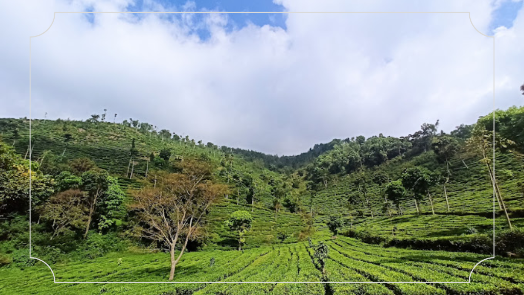 Kebun Teh Jamus Ngawi: HTM, Fasilitas & Daya Tarik 6 Daya Tarik