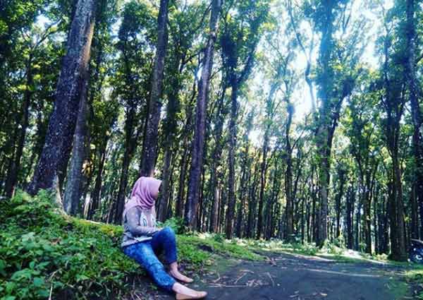 Hal Menarik Tentang Hutan Pinus Penaggal