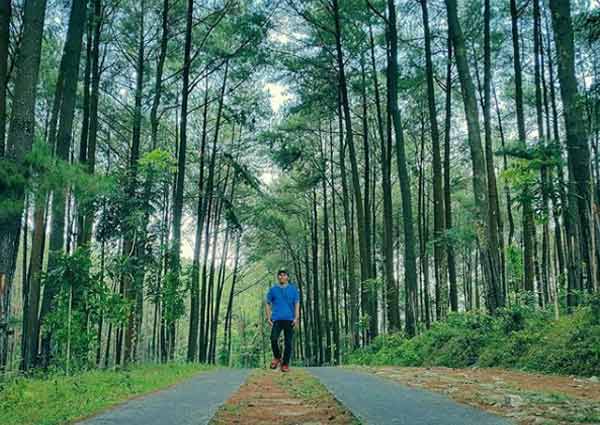 Harga Tiket Masuk Hutan Pinus Bukit Suwondo