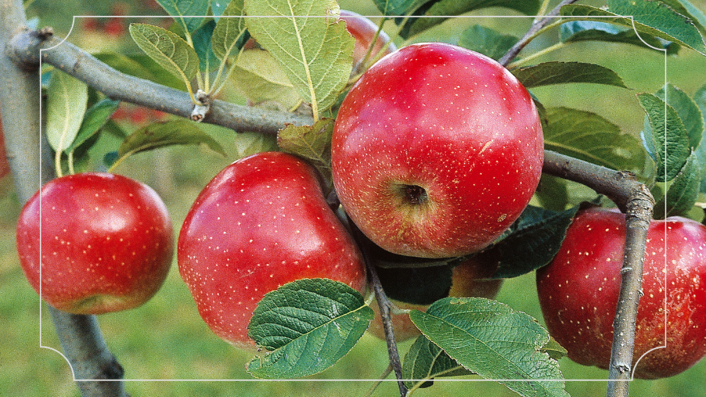 Harga Tiket Masuk Kebun Apel di Batu Malang