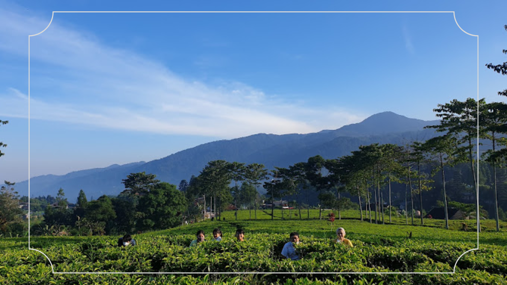 Harga Tiket Masuk Kebun Teh Cisarua Bogor