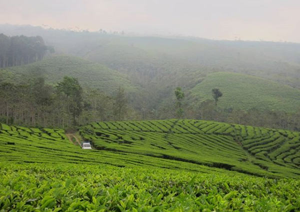 Harga Tiket Masuk Kebun Teh Kertowono