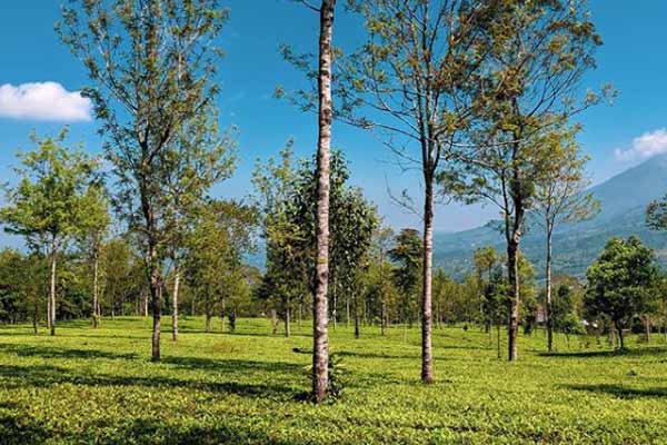 Kebun Teh Tambi Wonosobo, Jawa Tengah 3 Harga Tiket Masuk Kebun Teh Tambi