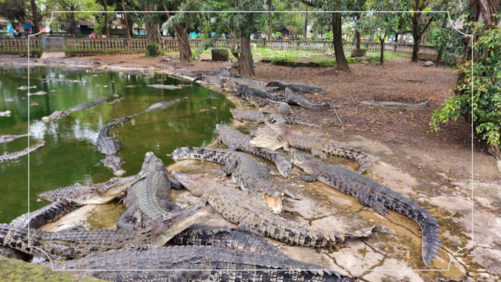 Harga Tiket Masuk Taman Buaya Indonesia Jaya