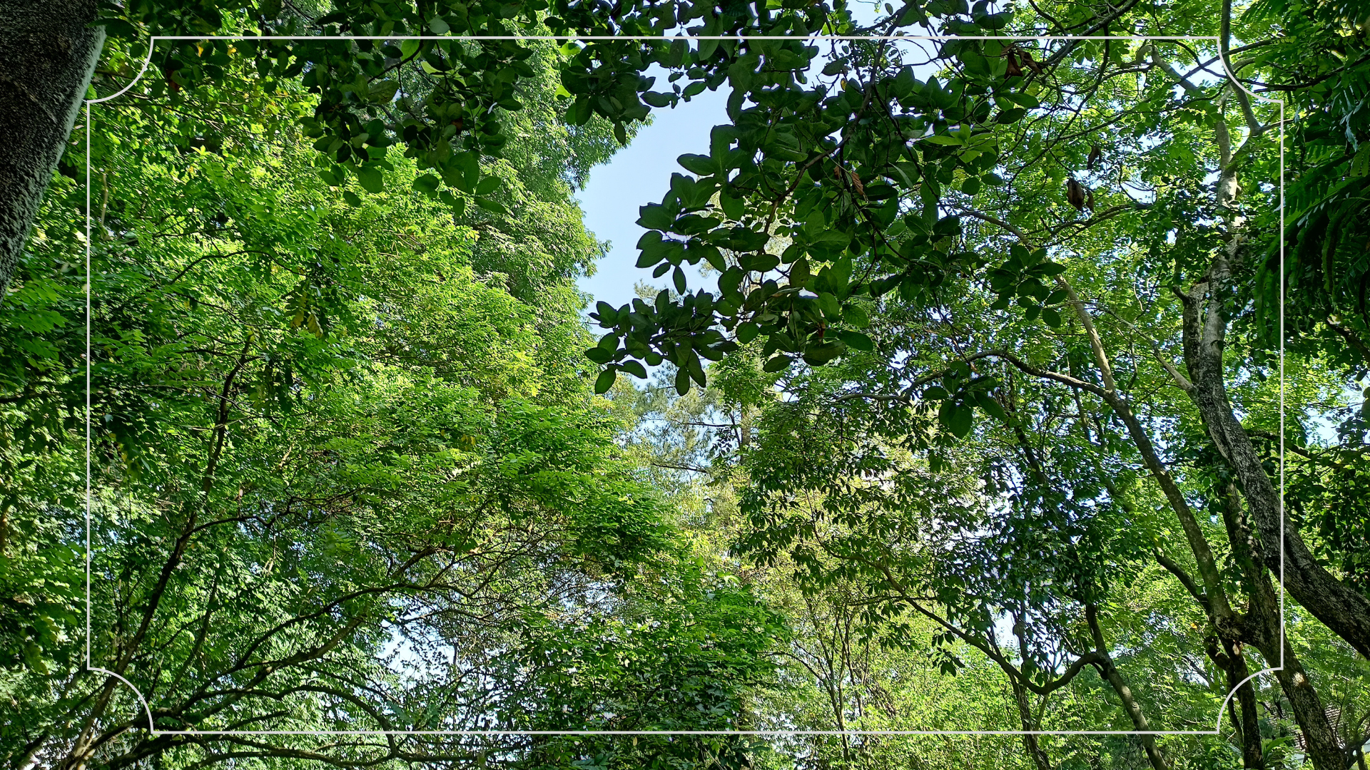 Hutan Kota Pekanbaru