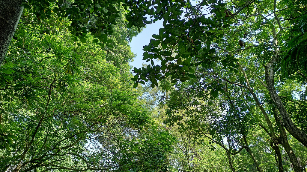 Tempat Wisata di Tomohon - Menikmati Keindahan Alam yang Ajaib 3 Hutan Kota Tomohon