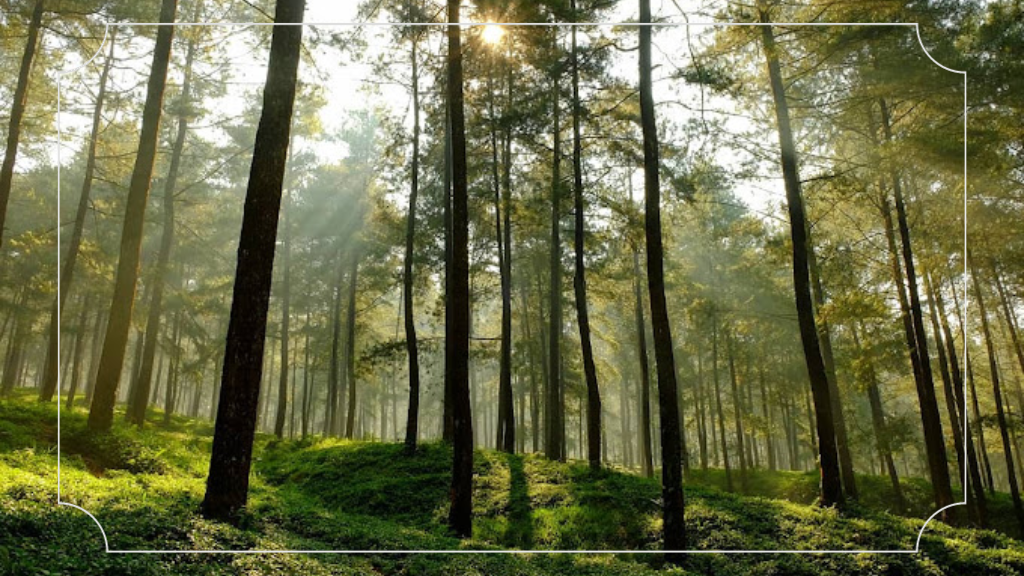 13 Wisata Baru di Purwokerto yang Tidak Terlupakan 14 Hutan Pinus Limpakuwus