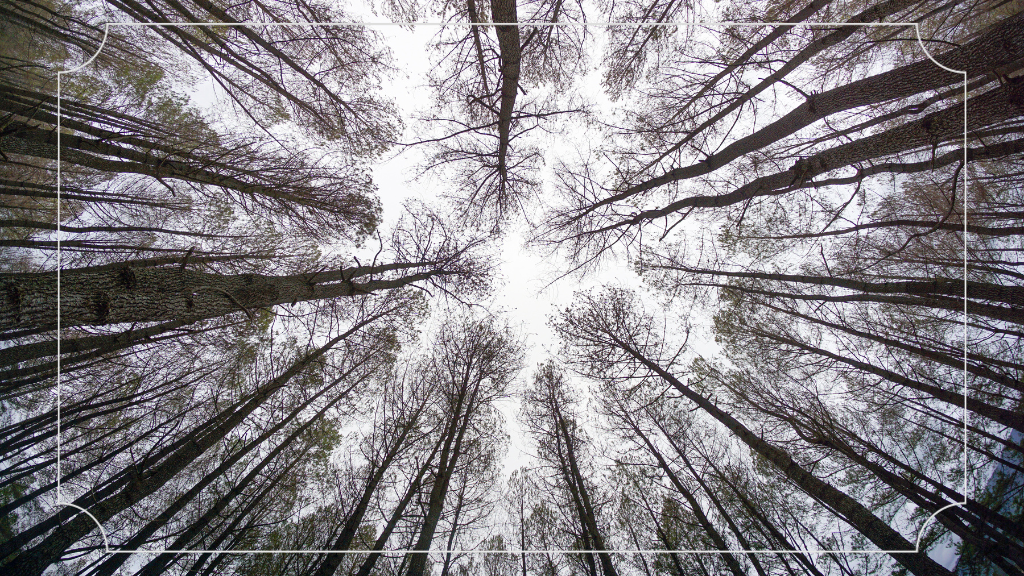 Wisata di Magelang Hutan Pinus Mangli