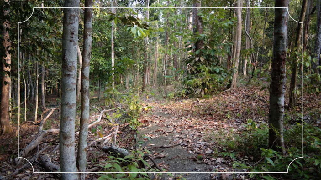 Jelajahi 13 Tempat Wisata di Dumai Riau untuk Liburan yang Berkualitas 8 Hutan Wisata,Kota Dumai