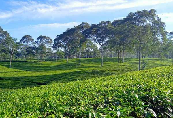 Jam Buka Agrowisata Tanjungsari