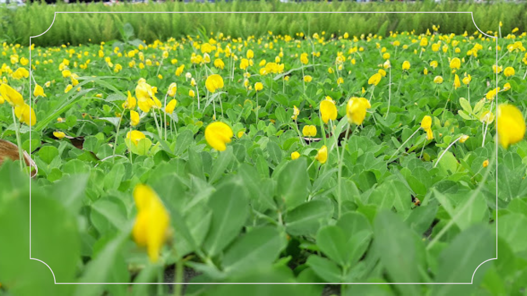 Alun-Alun Kota Bogor - Sejarah, Harga Tiket Masuk & Daya Tarik 8 Jam Buka Alun-alun Kota Bogor