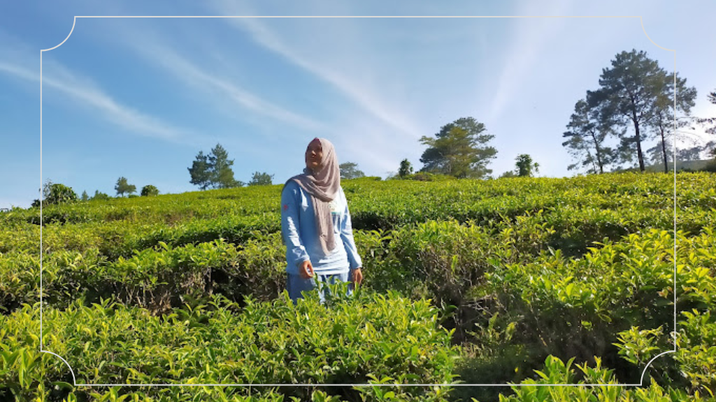 Kebun Teh Jamus Ngawi: HTM, Fasilitas & Daya Tarik 3 Jam Operasional