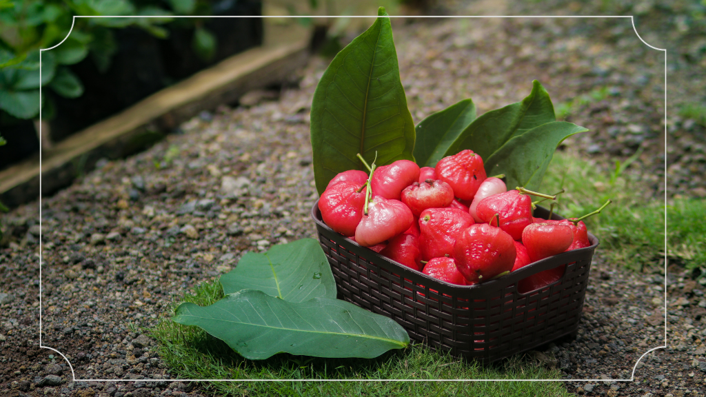 Jambu Bol Oleh-Oleh Khas Jombang