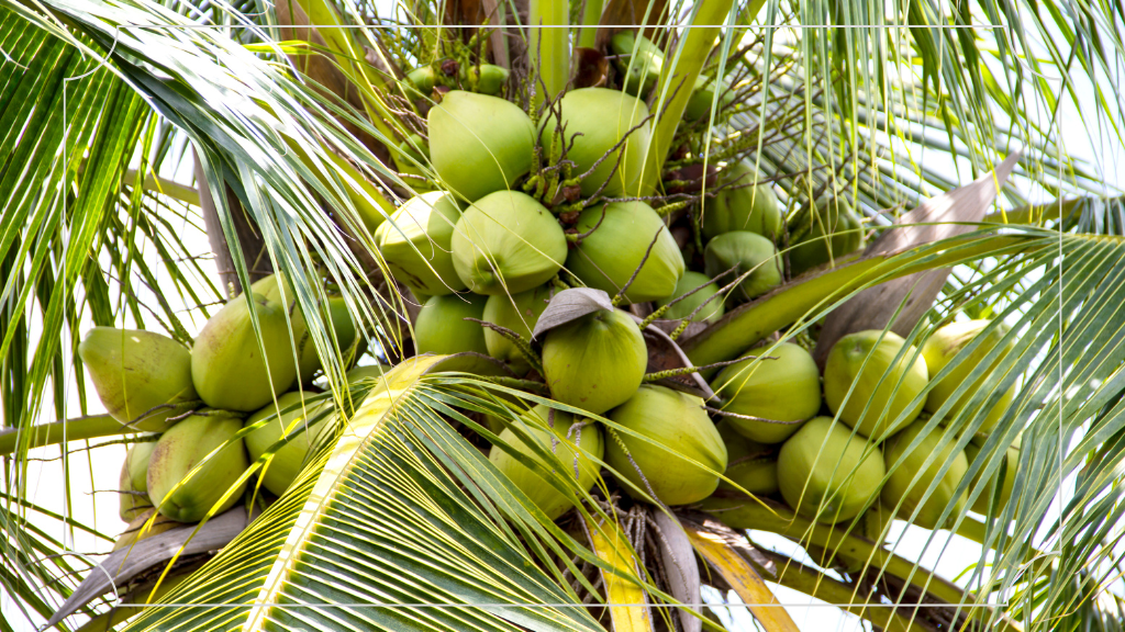 Pantai Citepus: Surga Tersembunyi di Sukabumi yang Wajib Dikunjungi 6 Keberadaan Pohon Kelapa yang Menambah Keindahan Pantai