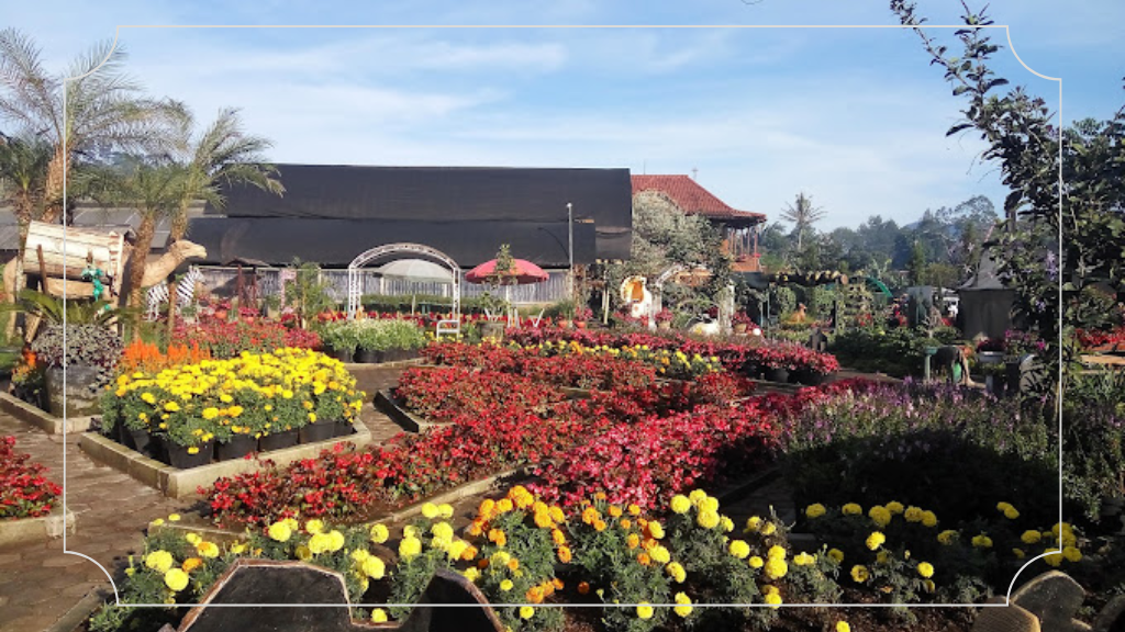 13 Tempat Wisata Lembang Murah dan Menarik 13 Kebun Begonia Lembang