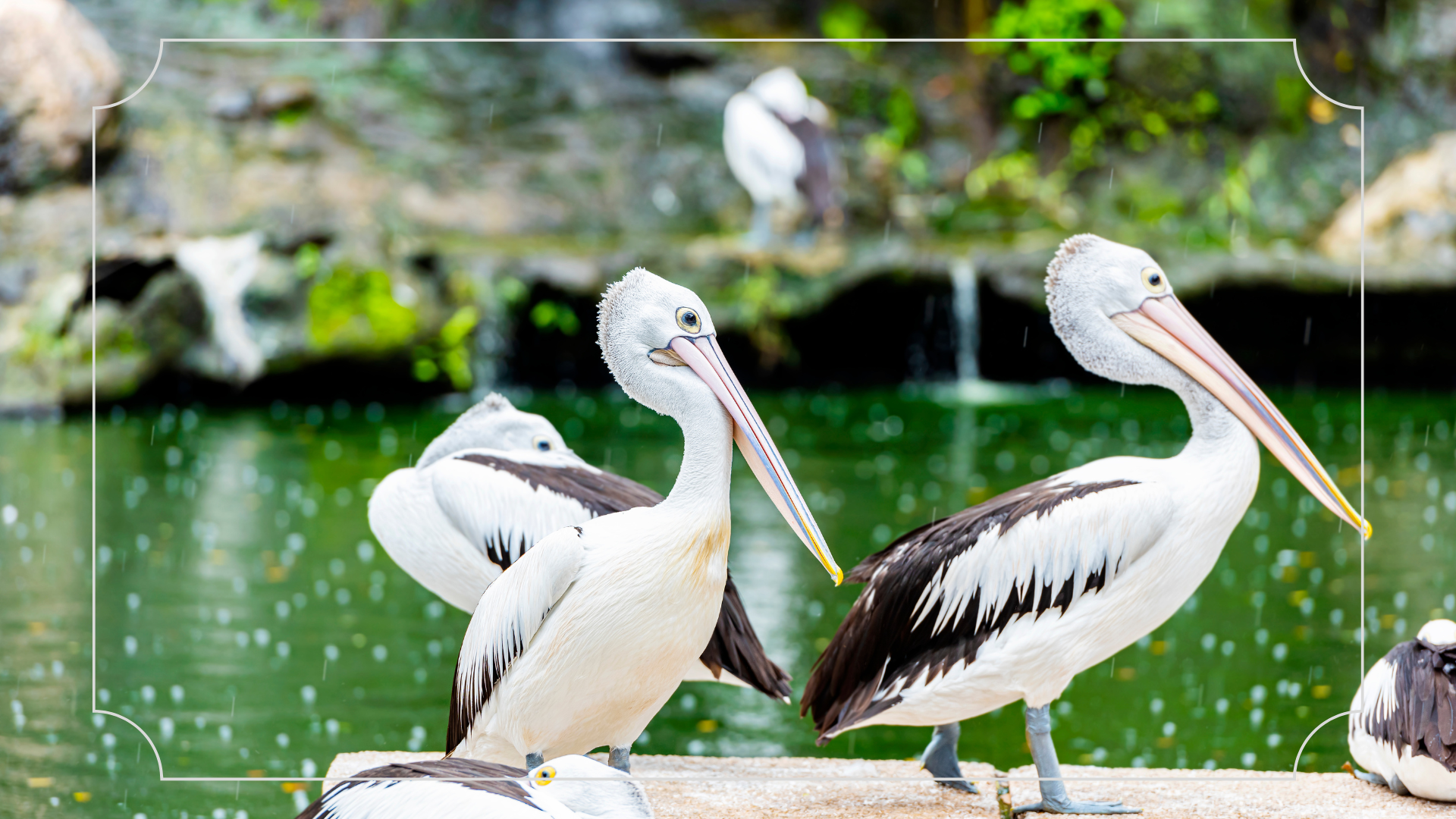 Kebun Binatang Ragunan