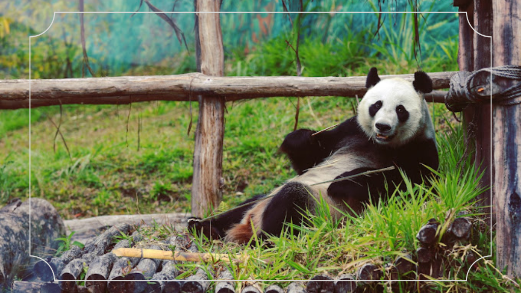 Kebun Binatang Taman Safari Indonesia
