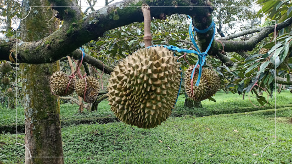 Kebun Durian Bogor