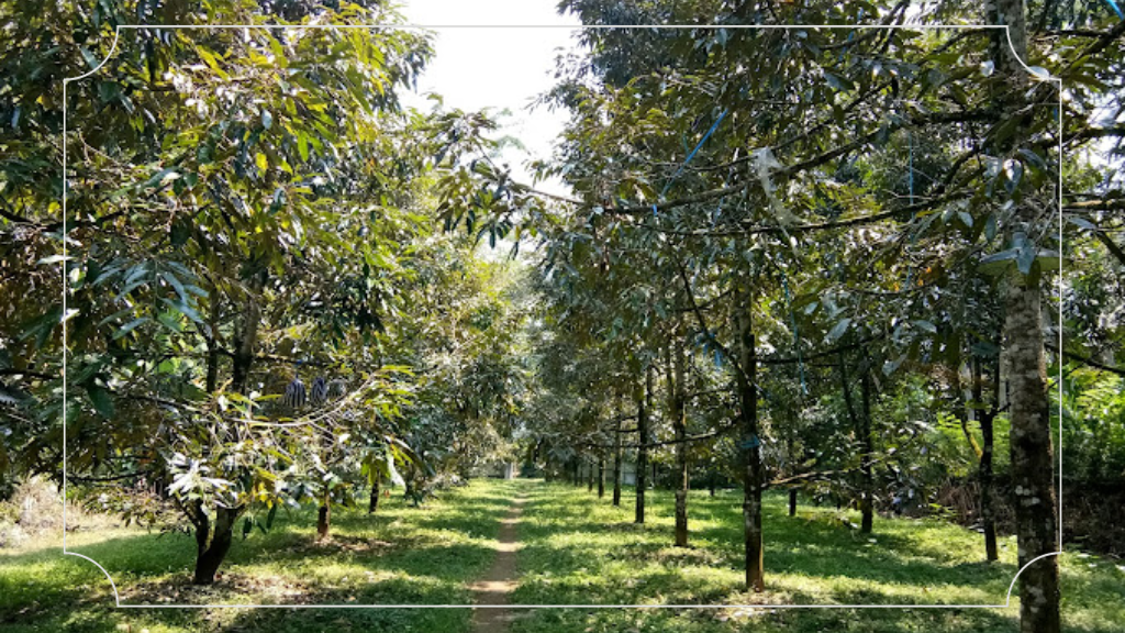 Kebun Durian Candimulyo