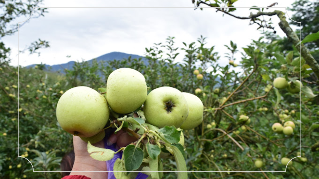 Kebun Petik Apel Agro Rakyat