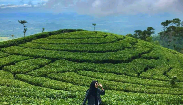 Kebun Teh Jamus Ngawi