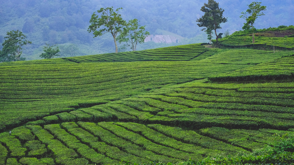 Tempat Wisata di Ciwidey: Surga Wisata Alam yang Perlu Kamu Kunjungi 11 Kebun Teh Rancabali