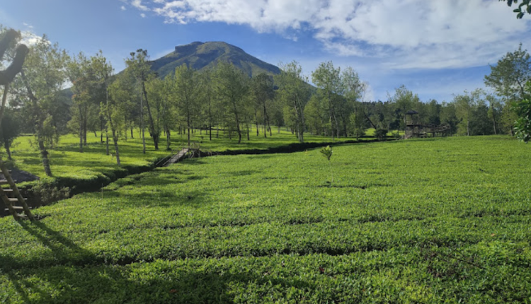 Kebun Teh Tambi Wonosobo