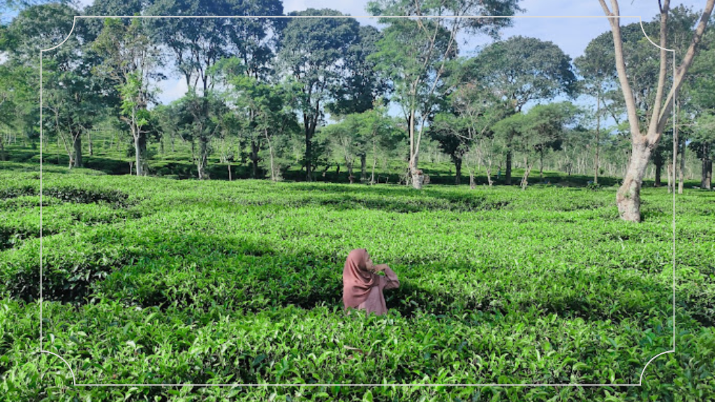 Kebun Teh Wonosari